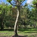 Platanus x hispanica - Foto 6