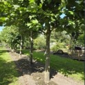 Platanus x hispanica - 1