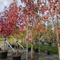 Liquidambar styraciflua 'Worplesdon' - 3
