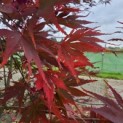 Acer palmatum Masu-kagami - 1