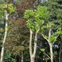 Platanus x Hispanica - 2