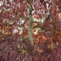 Acer palmatum 'Tamukeyama' - 1