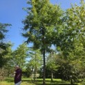 Gleditsia triacanthos ‘Sunburst' - 8