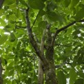 Juglans regia 'Buccaneer' - 3