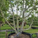 Ficus carica - Foto 2