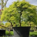 Acer palmatum 'Dissectum' - Foto 3