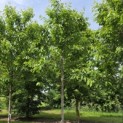 Prunus avium 'Regina' - 1
