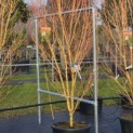 Acer palmatum 'Bi-hoo' - 2