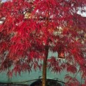 Acer palmatum 'Garnet' - 2