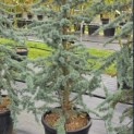 Cedrus libani 'Glauca' - 2