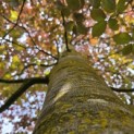 Fagus sylvatica 'Atropunicea' - 1