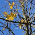 Ginkgo biloba - 2