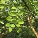 Sophora japonica - Foto 6
