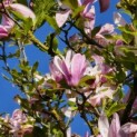 Magnolia 'Susan' - 2