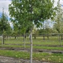 Liquidambar styraciflua 'Palo Alto' - Foto 5