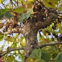 Platanus hispanica - 4