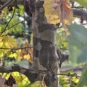 Platanus hispanica - 5
