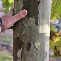 Platanus hispanica - 6