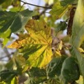 Platanus hispanica - 3
