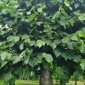 Tilia americana 'Nova' - Afbeelding 1