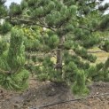 Pinus nigra Oregon Green - Foto 1