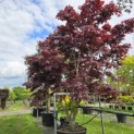 Acer palmatum 'Bloodgood' - 3