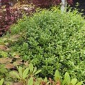 Osmanthus x Burkwoodii - 2