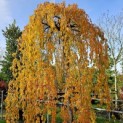 Prunus subhirtella 'Pendula' - 700 oktober 2023