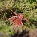 Acer palmatum 'Jerre Schwartz' - Foto 5