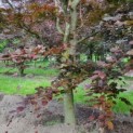 Fagus sylvatica 'Atropunicea' - Afbeelding 6