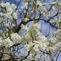 Prunus domestica Hauszwetsche - 4