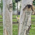 Betula utilis 'Doorenbos' - 1