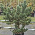 Pinus nigra Oregon Green - 3