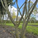 Prunus laur. Caucasica - Foto 6