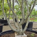 Parrotia persica - 1