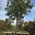 Quercus Ithaburensis 'Hemelrijk Silver. - 1