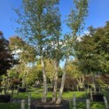 Quercus Suber - 1