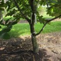 Castanea Sativa - 4