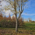 betula nigra - 2