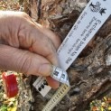 betula nigra - november 2025