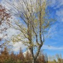 betula nigra - 3