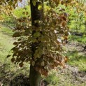 Fagus sylvatica 'Atropunicea' - 2