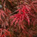Acer palmatum 'Garnet' - Foto 5