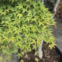 Acer palmatum 'Jiro-shidare' - 1