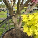 Acer palmatum 'Bloodgood' - 1