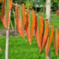 Rhus typhina - Foto 1
