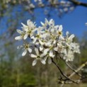 Amelanchier lamarckii - 7