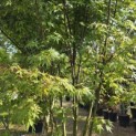 Acer palmatum - 2