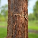 Acer griseum x nikoense - Foto 2