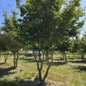 Parrotia persica - 2